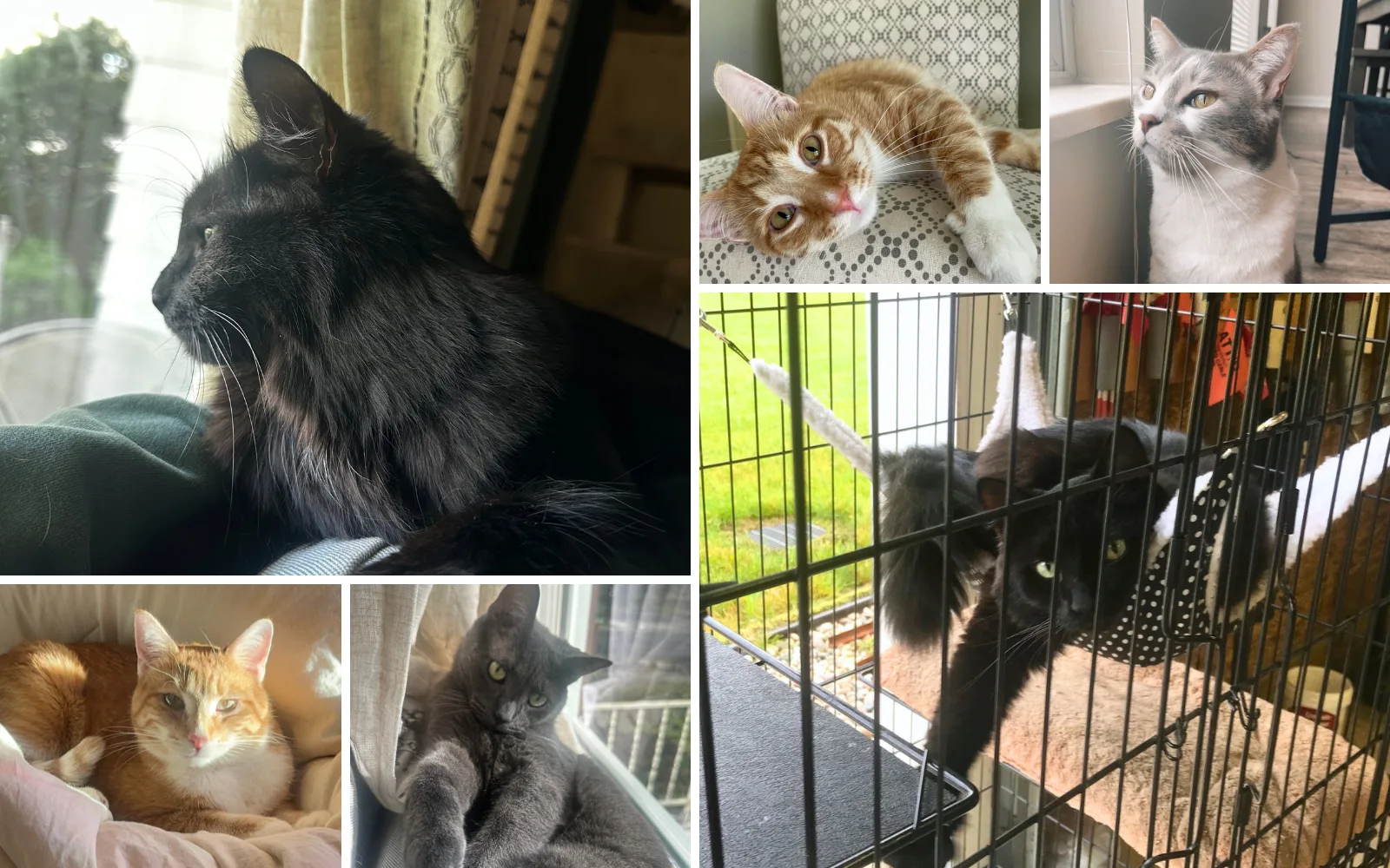 Catio-Craze-Kitties | 616 REALTY
