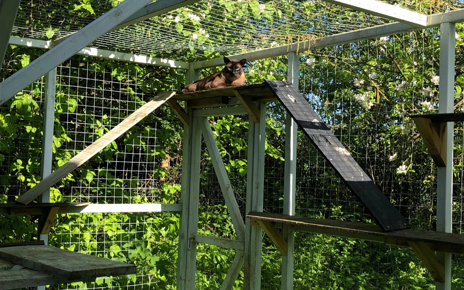 Catio-Craze-Kitties-2 | 616 REALTY