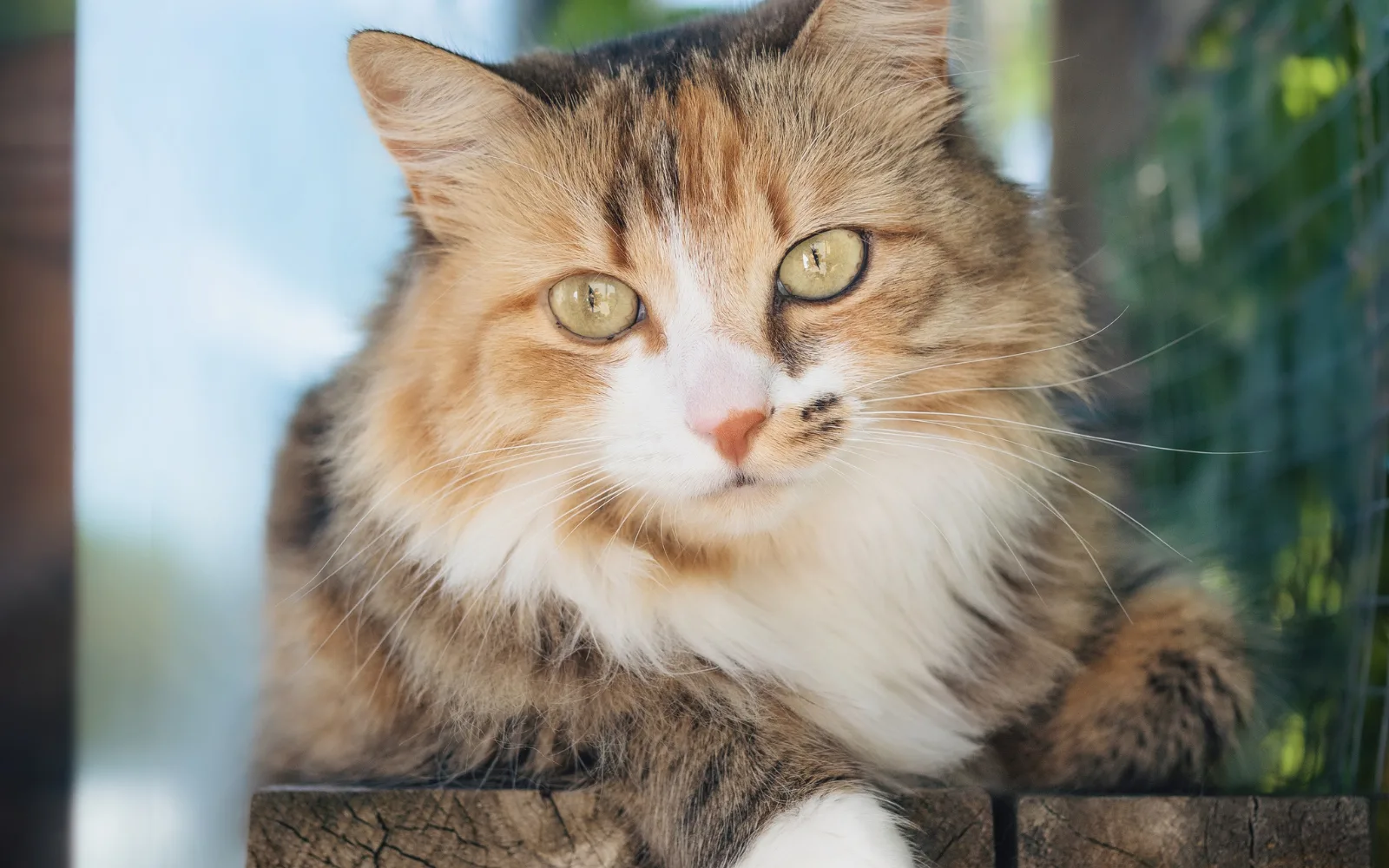 Catio-Craze-Kitties-3 | 616 REALTY