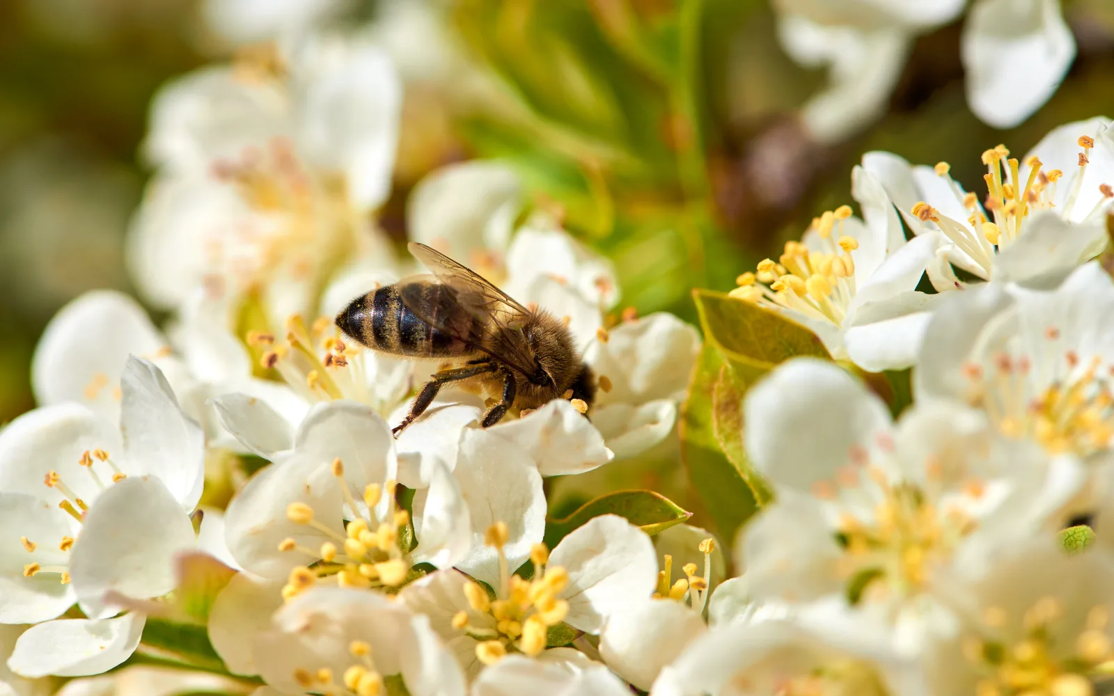 Creating-a-Pollinator-Friendly-Garden-in-Grand-Rapids-2 | 616 REALTY