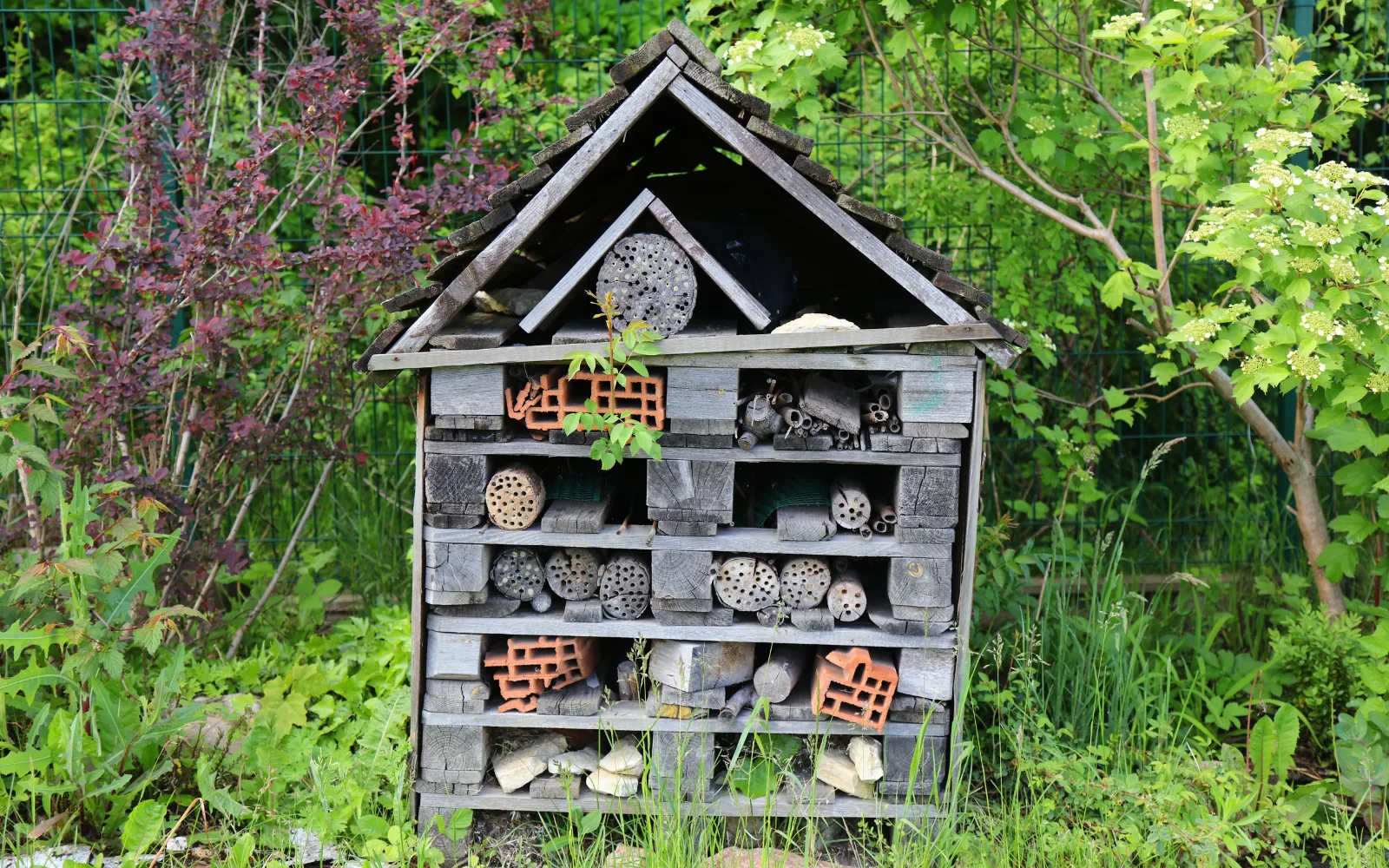 Creating-a-Pollinator-Friendly-Garden-in-Grand-Rapids-4 | 616 REALTY
