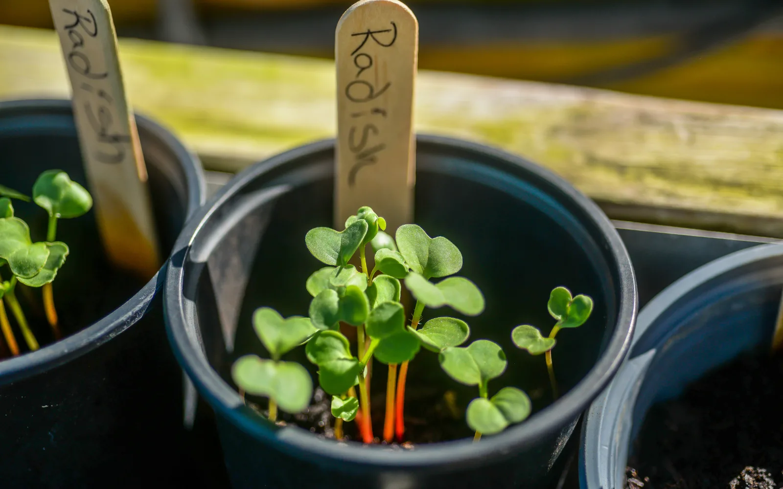 Essential-Growing-Tools | 616 REALTY